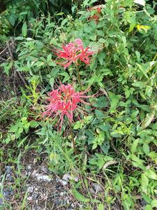 四合院之重回开始的时候最新